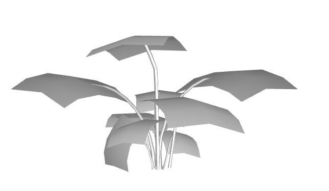 Monstera deliciosa v1